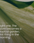 Light one. The room becomes a tropical garden, first thing in the morning.