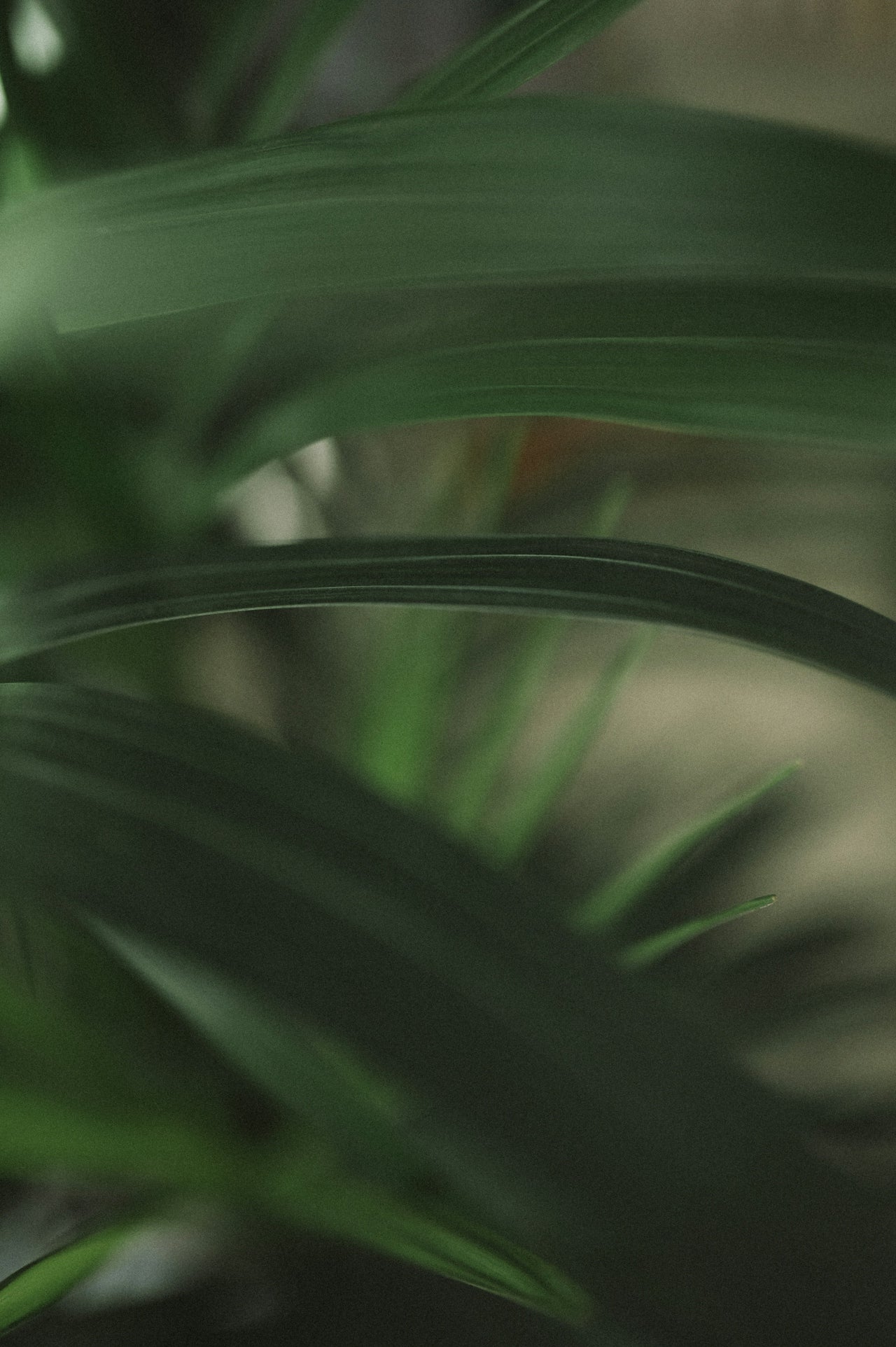 Slideshow Image 2
