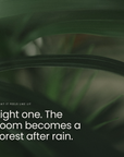 Light one. The room becomes a forest after rain.