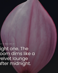 Light one. The room dims like a velvet lounge after midnight.