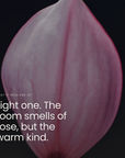 Light one. The room smells of rose, but the warm kind.