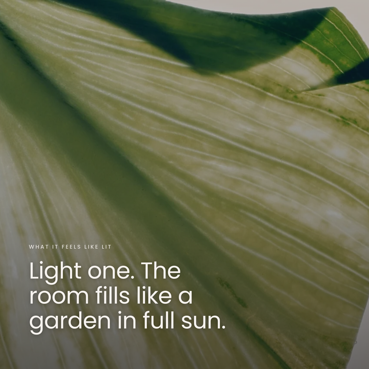 Light one. The room fills like a garden in full sun.