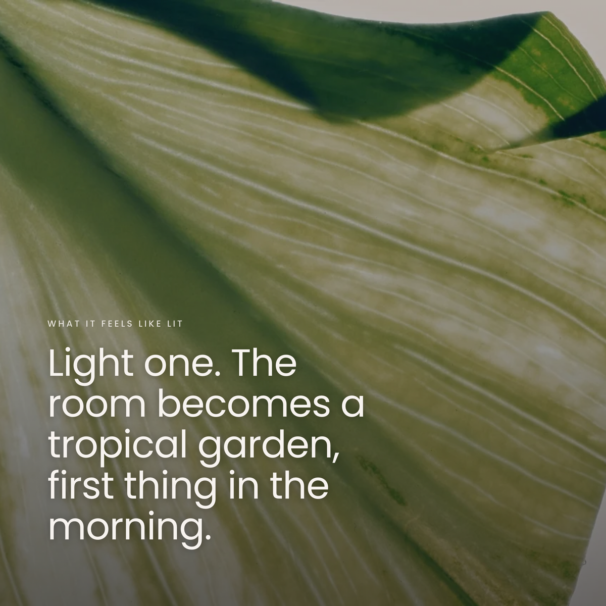 Light one. The room becomes a tropical garden, first thing in the morning.