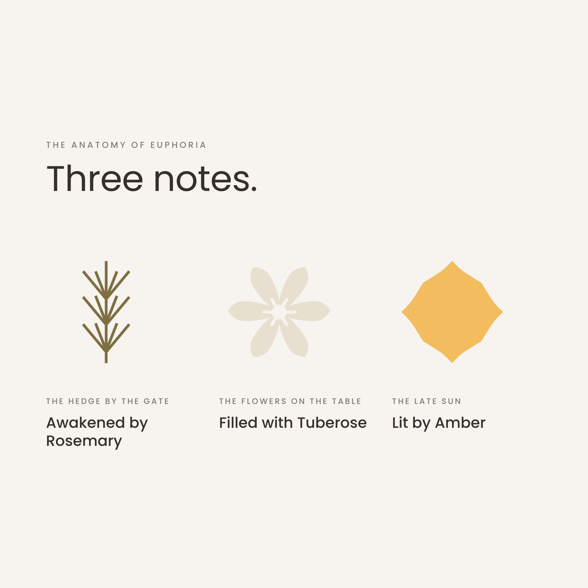 Three notes: rosemary, tuberose, amber, the anatomy of Euphoria
