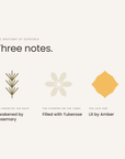 Three notes: rosemary, tuberose, amber, the anatomy of Euphoria