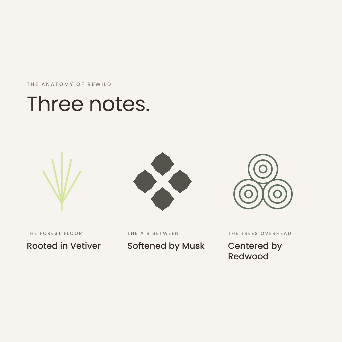 Three notes: vetiver, musk and redwood, the anatomy of Rewild