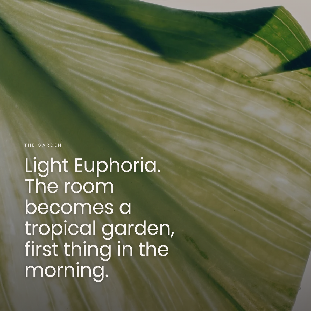 Light Euphoria. The room becomes a tropical garden, first thing in the morning.