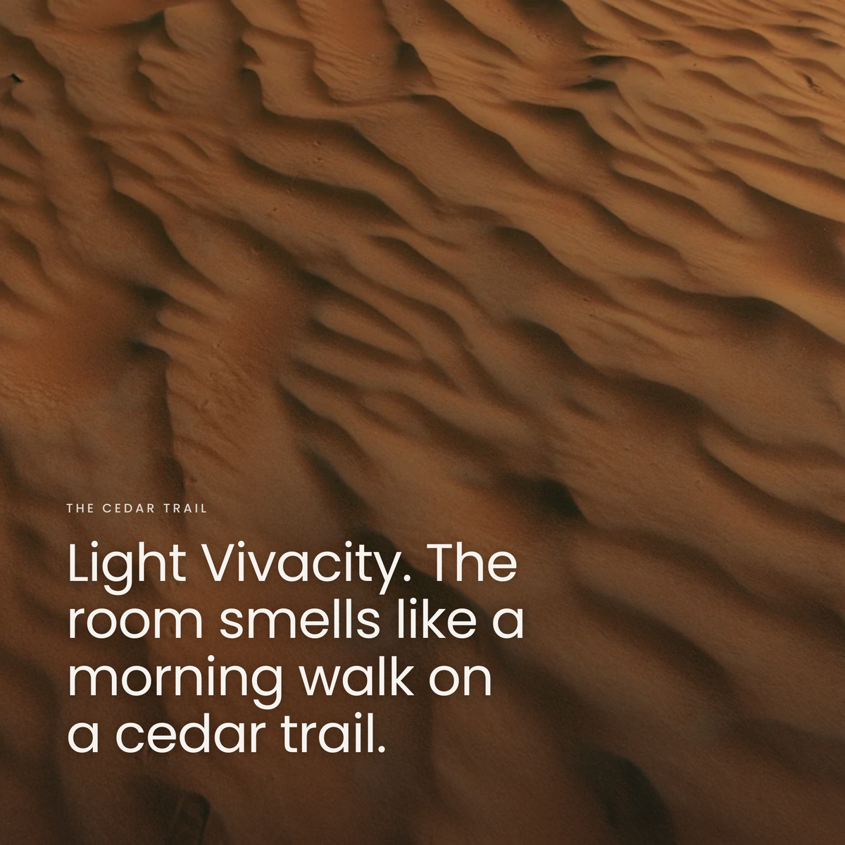 Light Vivacity. The room smells like a morning walk on a cedar trail.