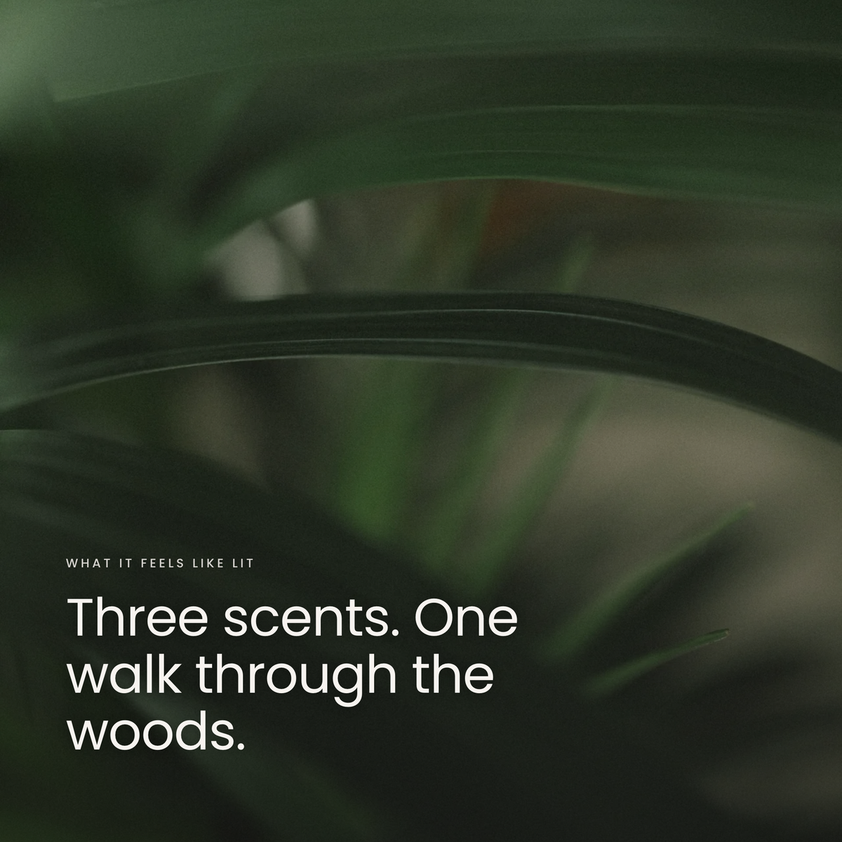 Three scents. One walk through the woods.
