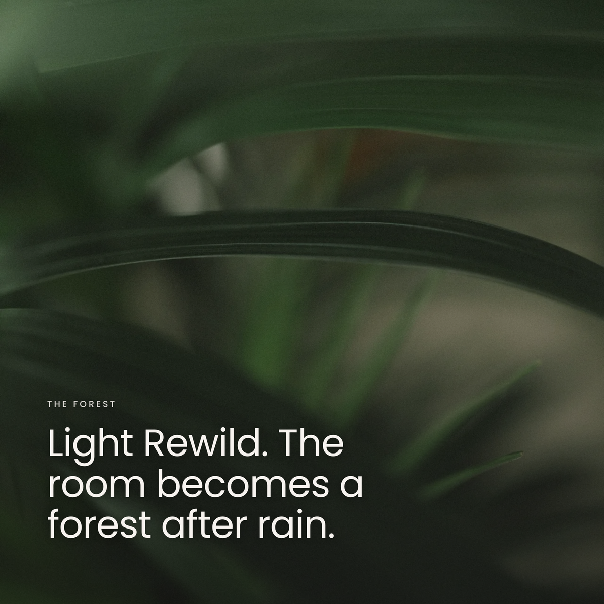 Light Rewild. The room becomes a forest after rain.