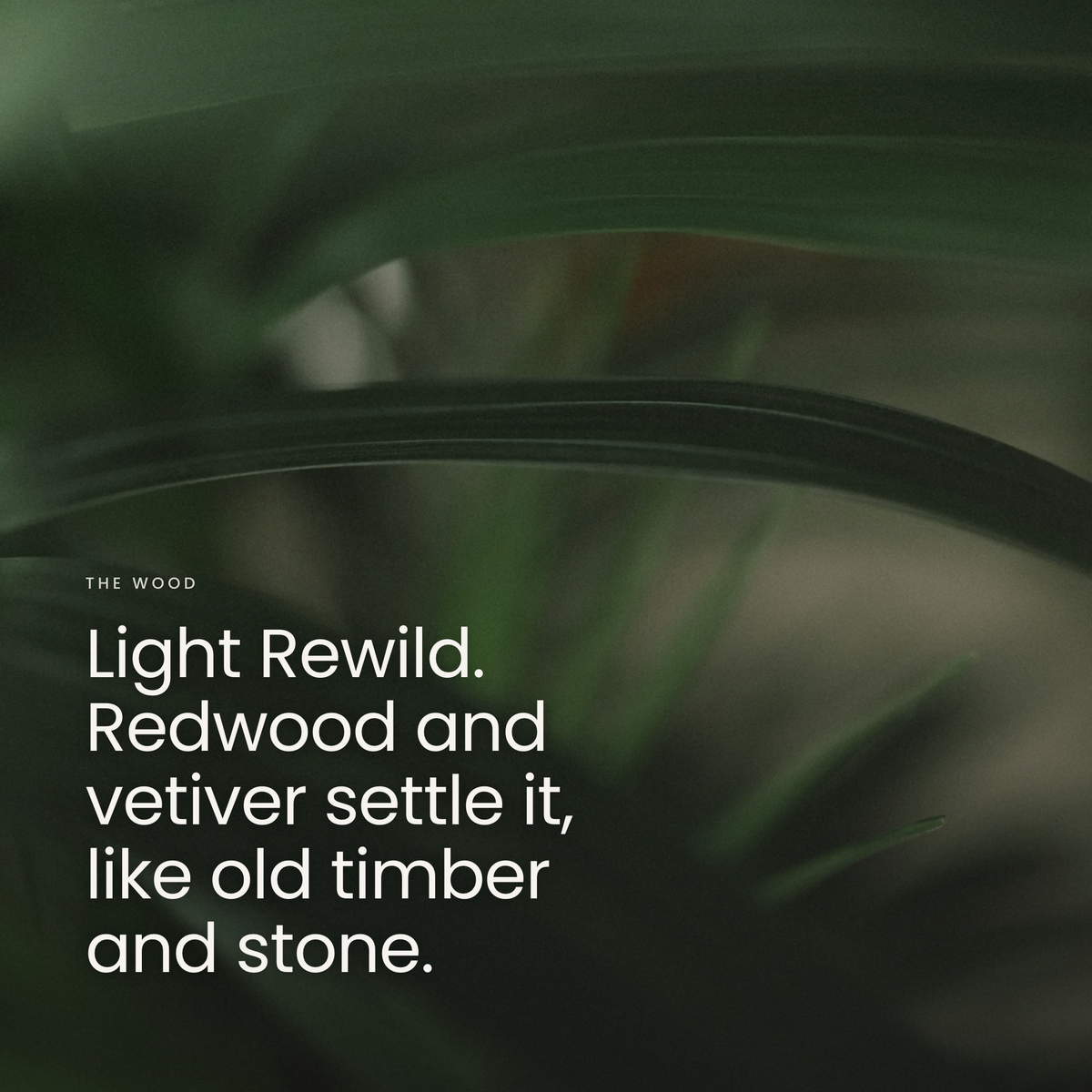 Light Rewild. Redwood and vetiver settle it, like old timber and stone.