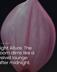Light Allure. The room dims like a velvet lounge after midnight.