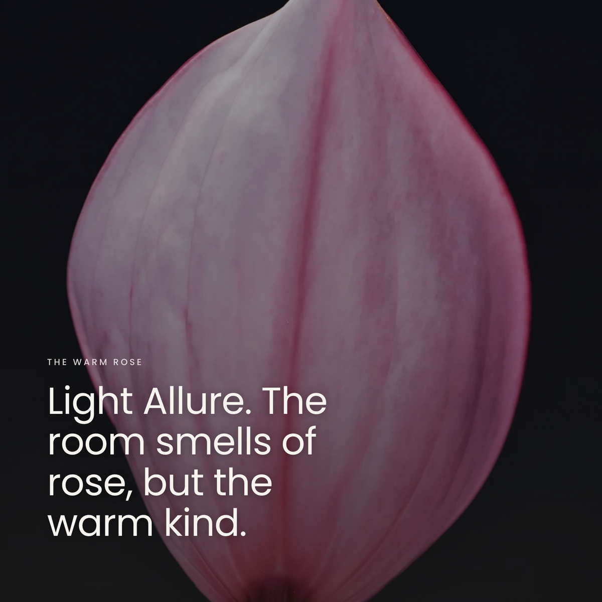 Light Allure. The room smells of rose, but the warm kind.