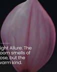 Light Allure. The room smells of rose, but the warm kind.