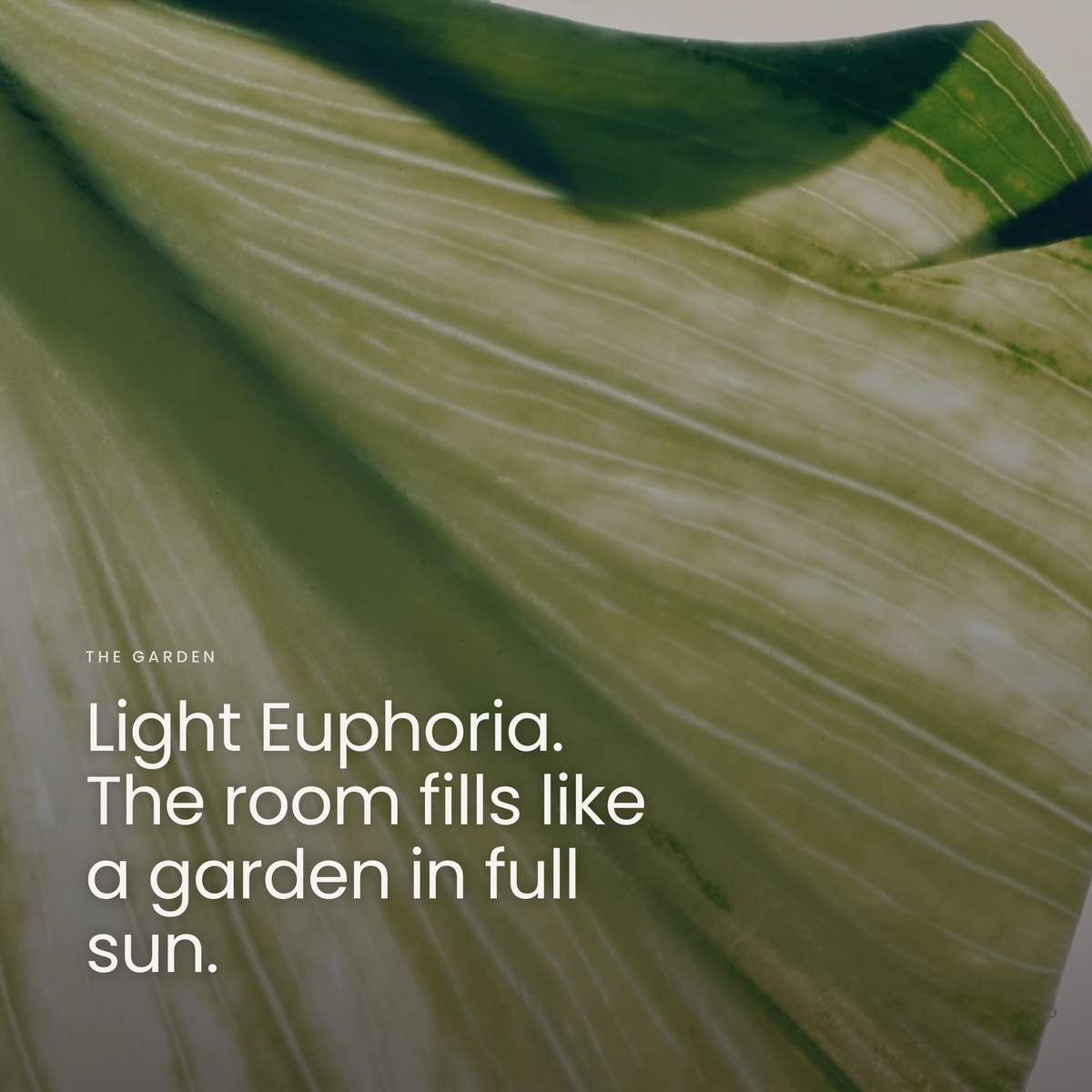 Light Euphoria. The room fills like a garden in full sun.