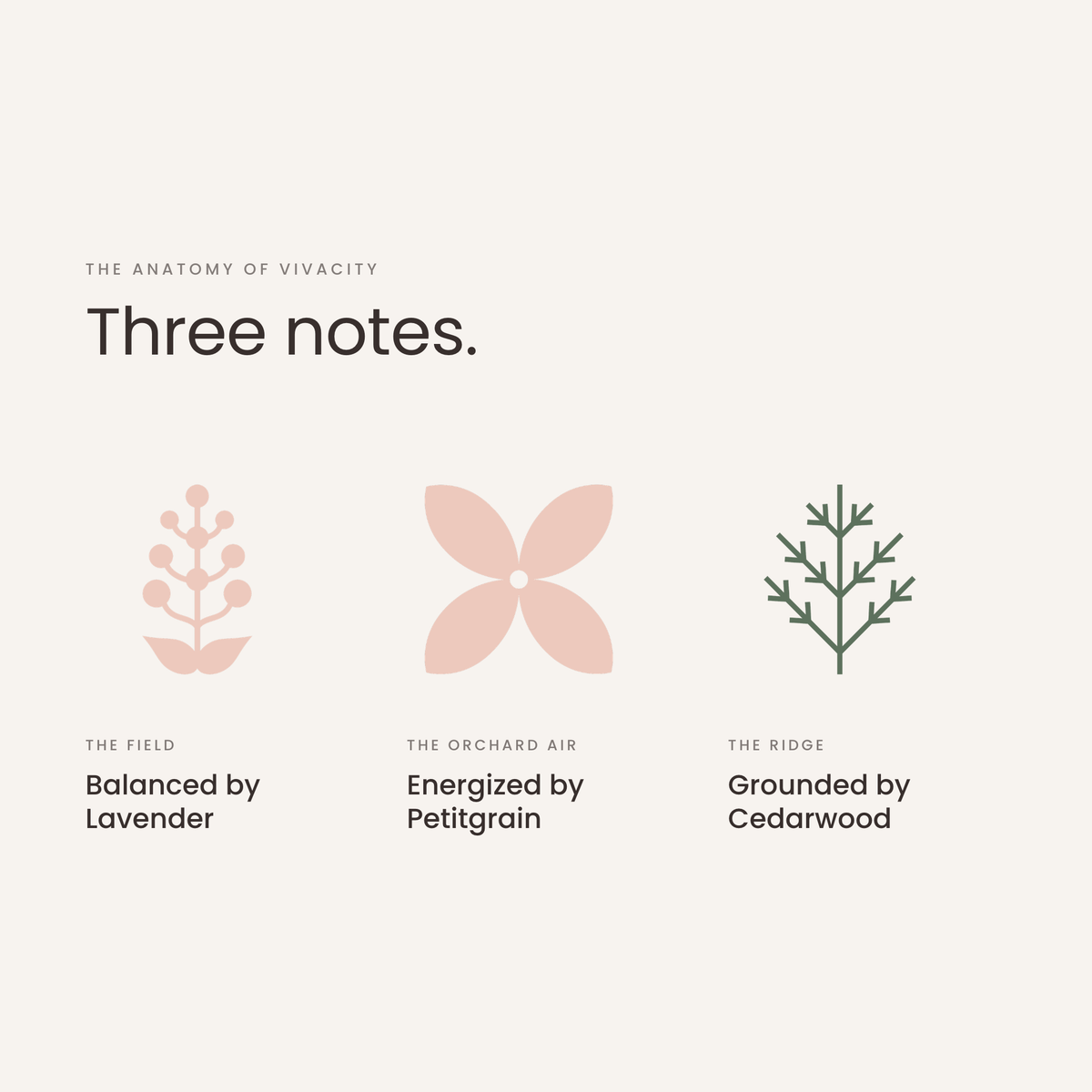 Three notes: lavender, petitgrain, cedar, the anatomy of Vivacity